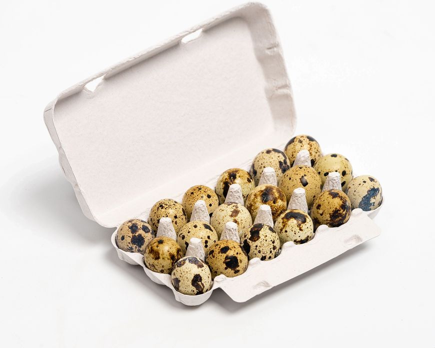 Gray 18 Quail Egg Cartons Poultry Cartons
