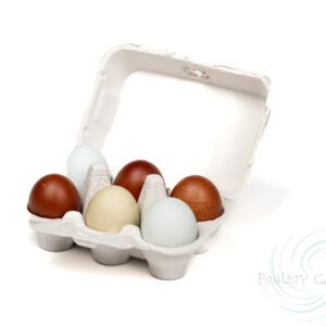 An open Gray Paper Pulp Chicken Egg Cartons (6 eggs) with six eggs of various colors on a white background.