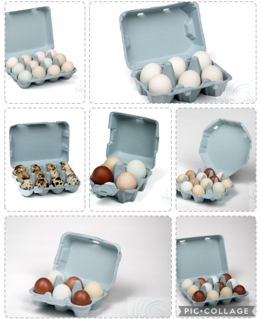 Assortment of eggs in blue cartons.