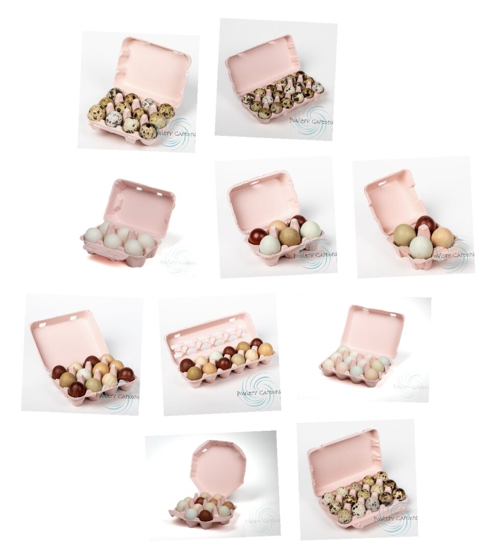 Assortment of quail eggs in pink cartons.