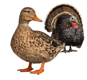Duck and Turkey hens on transparent background
